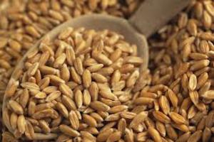 Grain - Spelt Kernels